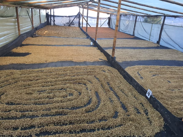 Colombia Finca Monteblanco Pink Bourbon