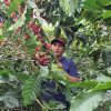 Colombia Finca Monteblanco Pink Bourbon