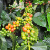 Colombia Finca Monteblanco Pink Bourbon
