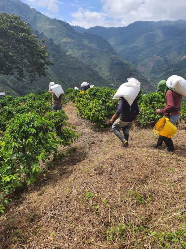 Colombia Finca Monteblanco Pink Bourbon