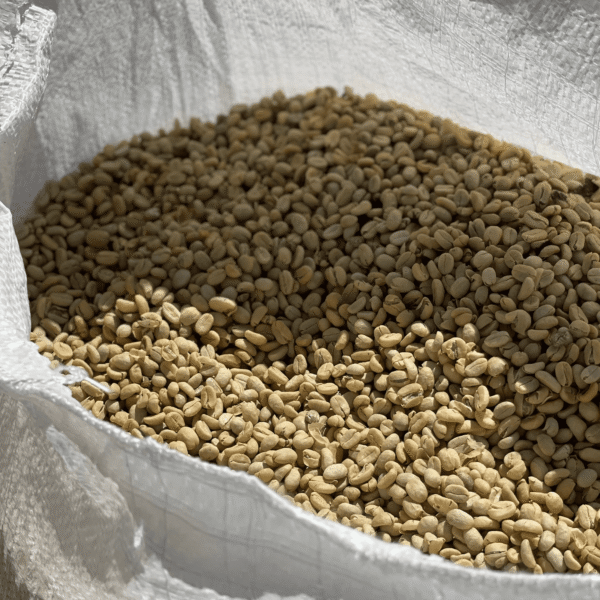 Beredda gröna kaffebönor i en säck på Finca La Pampa