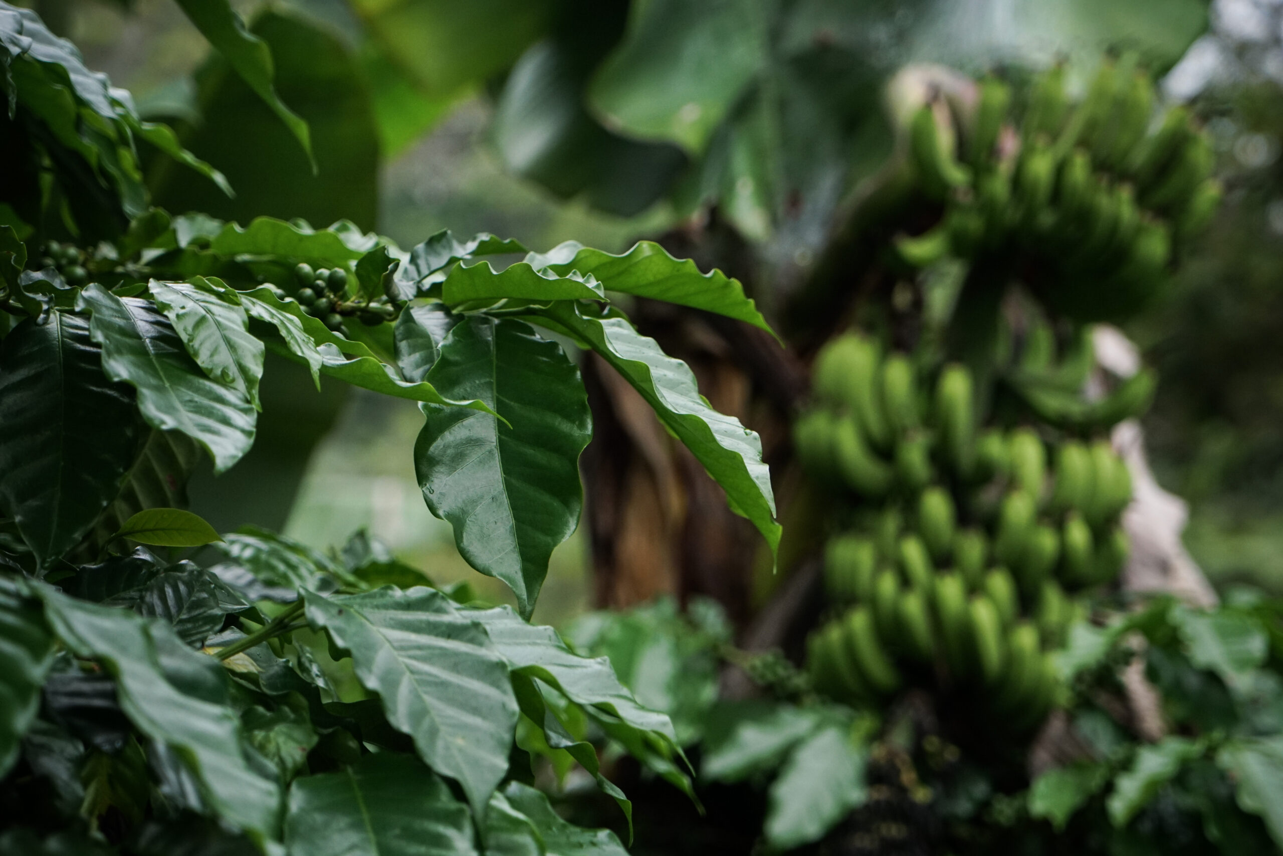 Kaffebuskens blad i förgrunden, i bakgrunden en grön bananklase