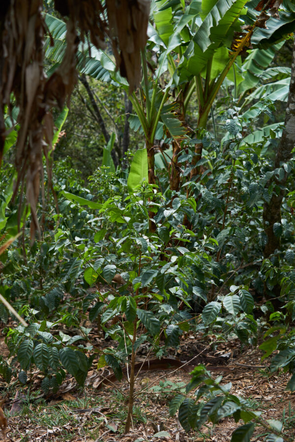 Kaffebuskar i skuggan av bananplantor på sluttningen vid Finca Peña Redonda