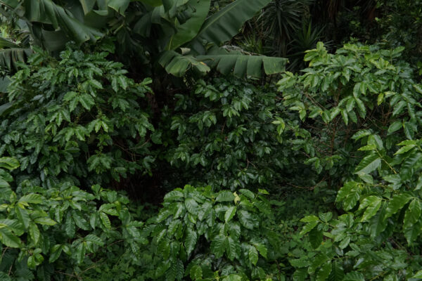 Täta kaffebuskar under bananblad på Finca Peña Redonda i El Salvador