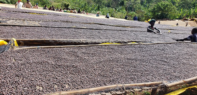 Natural coffee drying Whole coffee cherries drying on drying beds, with workers turning the cherries in the background