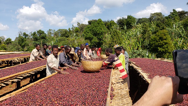Sorting coffee cherries Workers sorting red coffee cherries by hand on a drying bed at Banko Gotiti