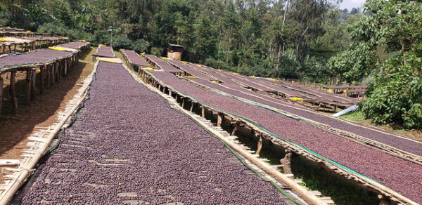 Drying beds at Banko Gotiti Coffee cherries drying on long raised drying beds at Banko Gotiti, Ethiopia