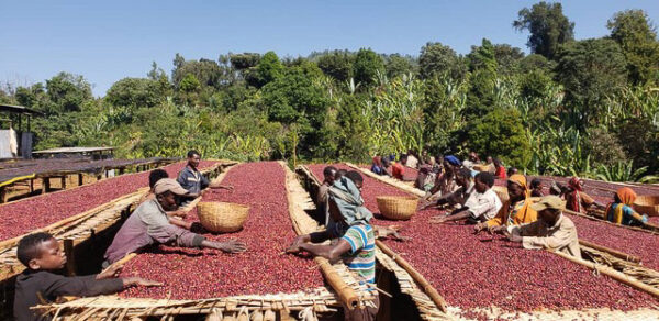 Coffee cherries on drying beds Workers spreading and sorting coffee cherries on raised drying beds