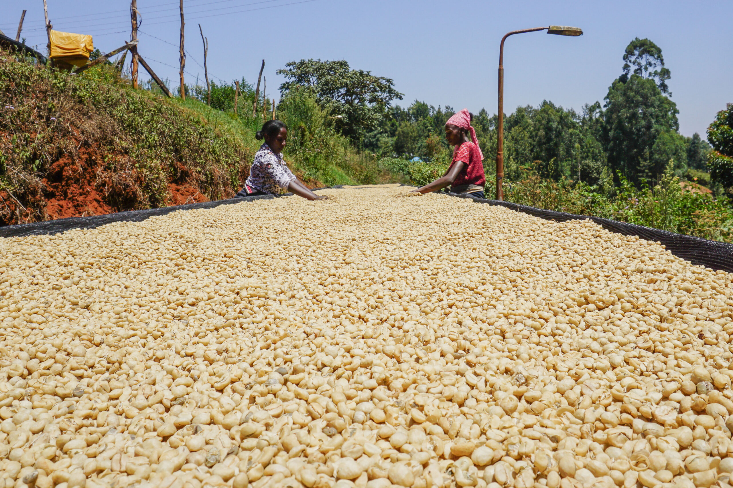 Two workers spreading washed coffee on a raised drying bed in Kenya