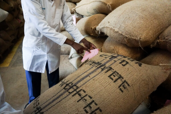 A worker marking Kenyan coffee packed in jute sacks in a warehouse