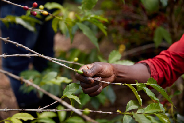 A coffee cherry picked by hand A farmer's hand picking a coffee cherry from a branch