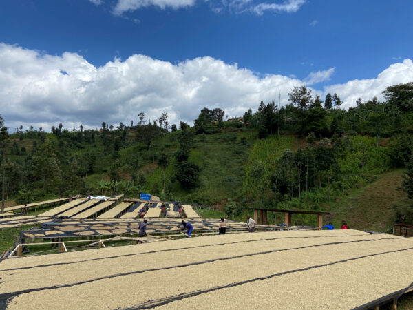 Coffee drying in Cyato Washed coffee drying on raised beds at the Cyato washing station