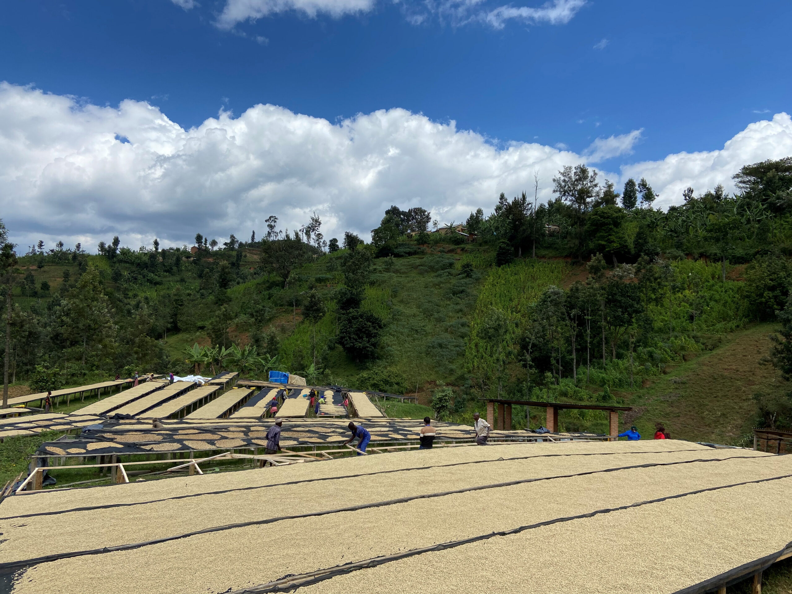 Coffee drying in Cyato Washed coffee drying on raised beds at the Cyato washing station