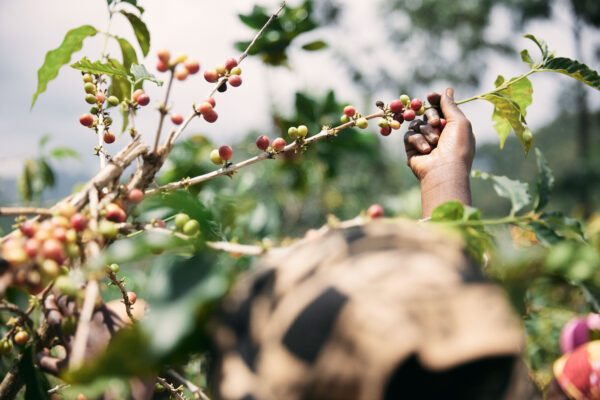 Picking coffee cherries A hand picking ripe coffee cherries from a branch on an Abadatezuka Cooperative farm
