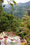 Picked coffee cherries Sacks of red coffee cherries among the coffee plants, with the hills of Nyamasheke in the background
